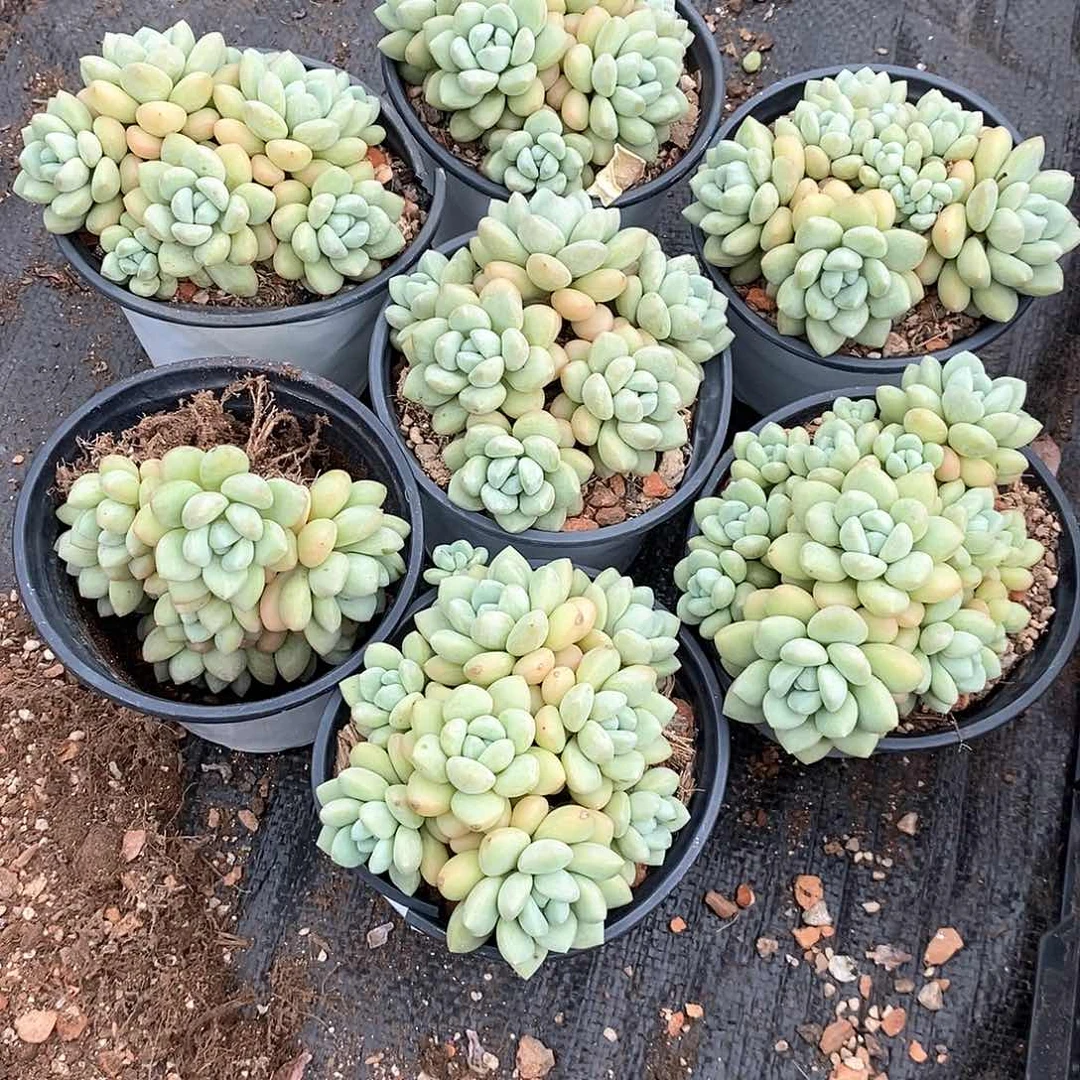 泡糖糖1颗多头脱土发货