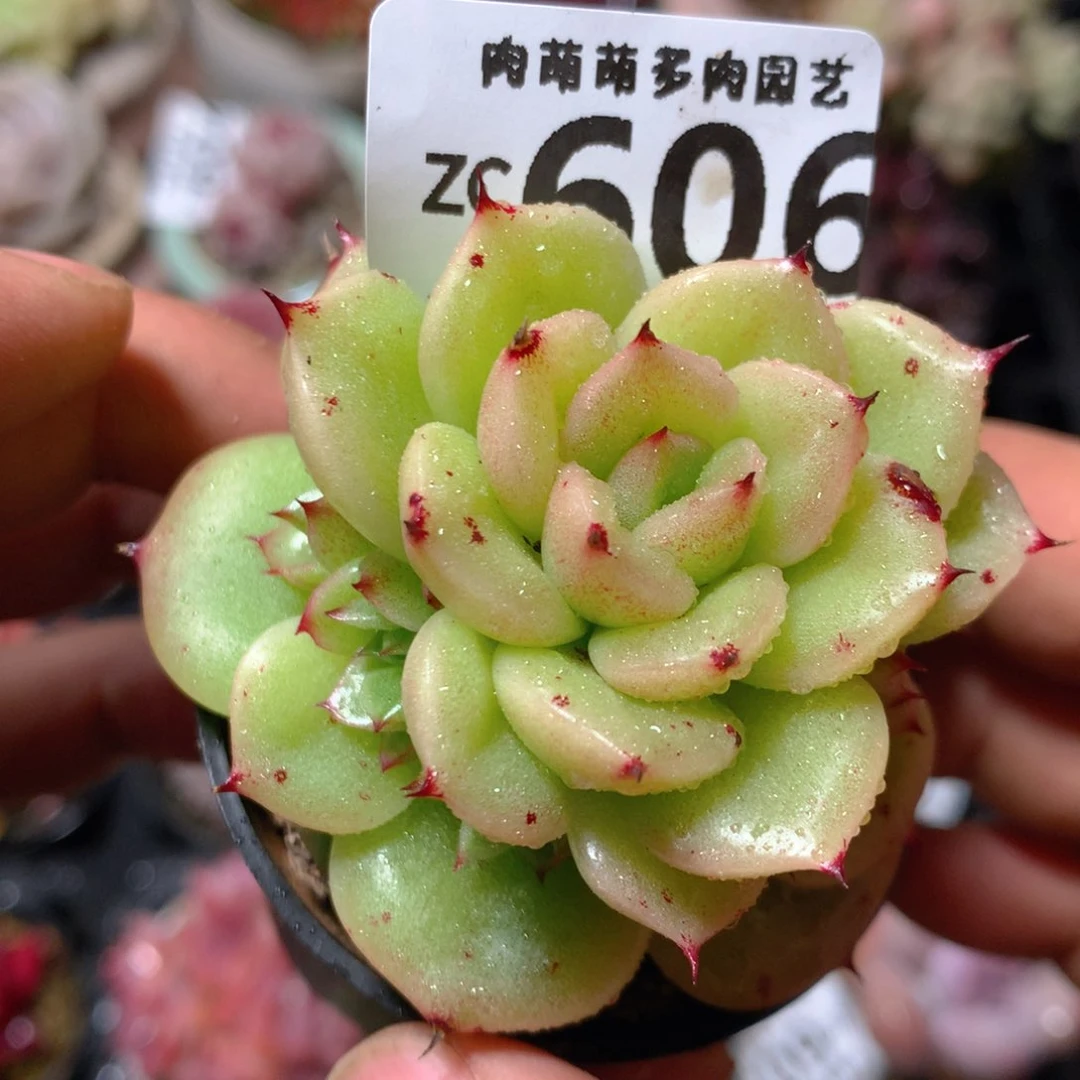 5CM拇指盆精控多肉ZC606