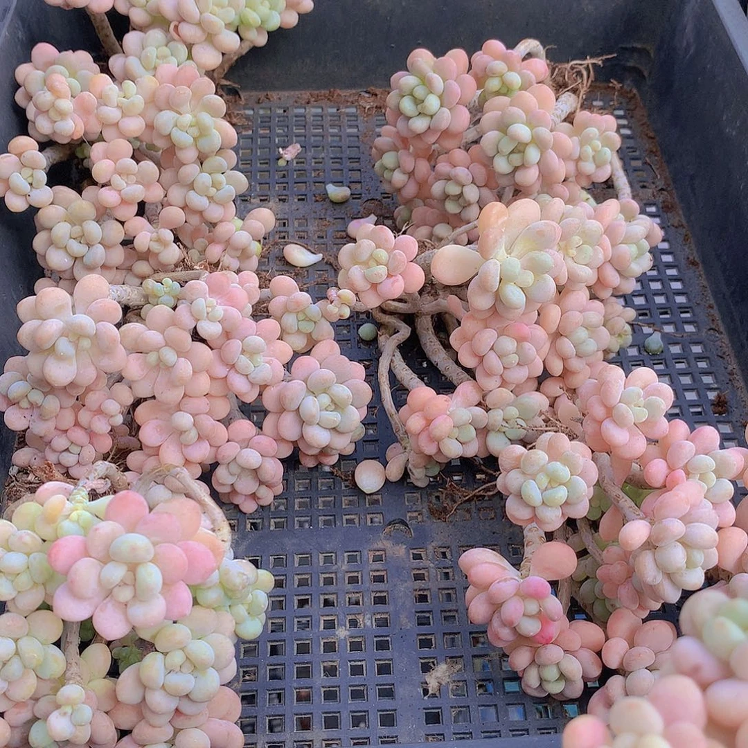 老庄洛可可捡漏3567999000