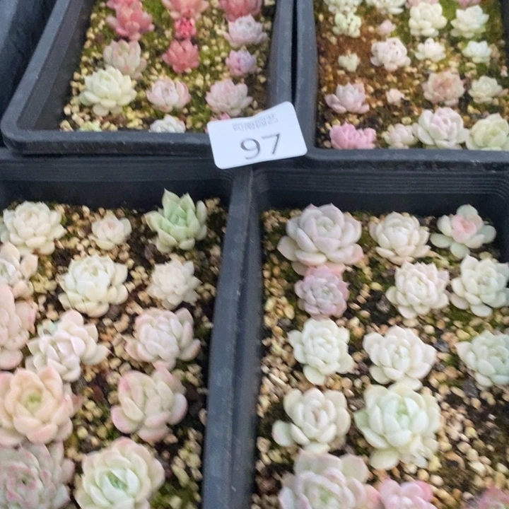 97 多肉植物盆栽花卉