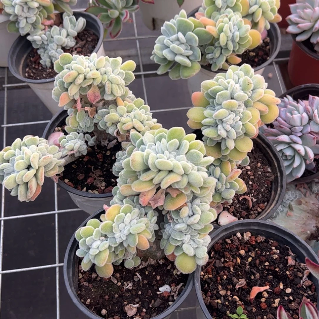 雪晃星缀化多肉植物