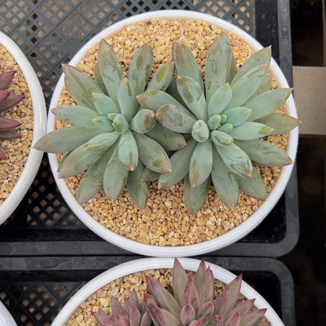花***子双头哥特多肉植物