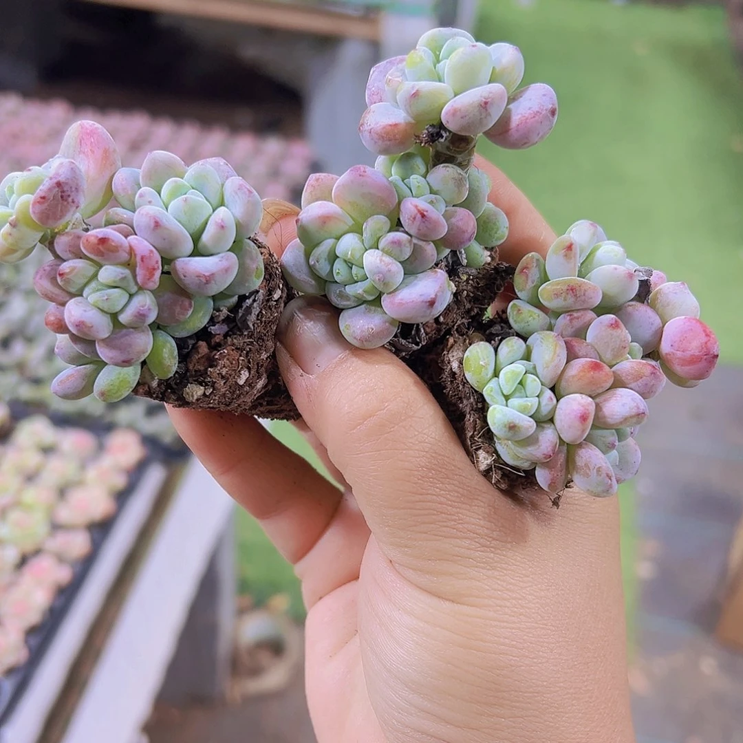 小罗琦5个19包邮多肉