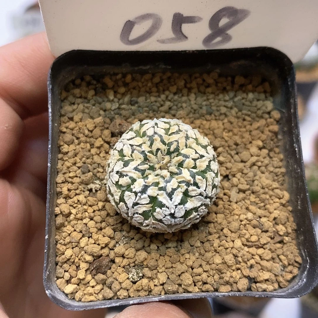 开播福利特价款福利