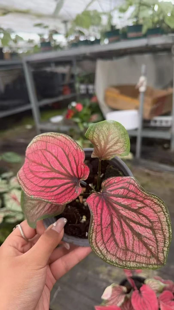 花都优选 彩叶芋 （粉佳人）