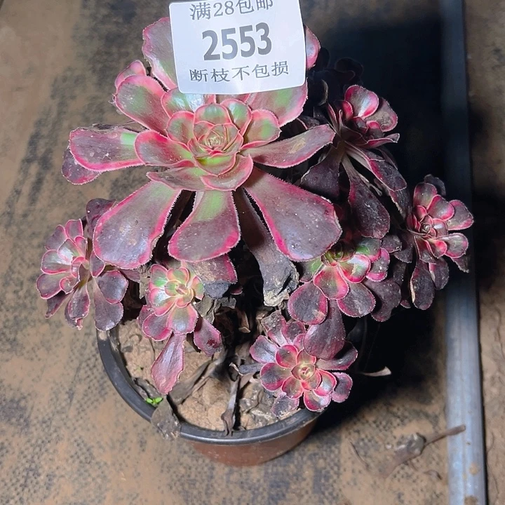 2553丽娜多肉植物保护