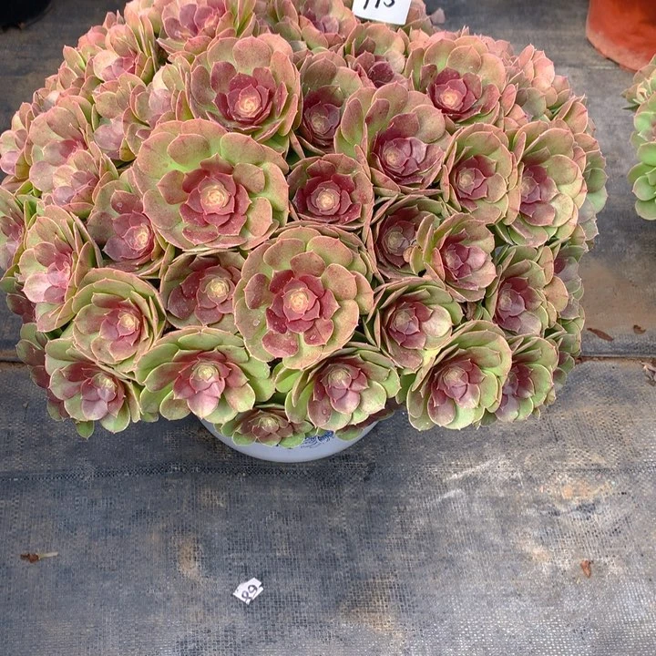 衣***店995红心沙拉碗法师多肉