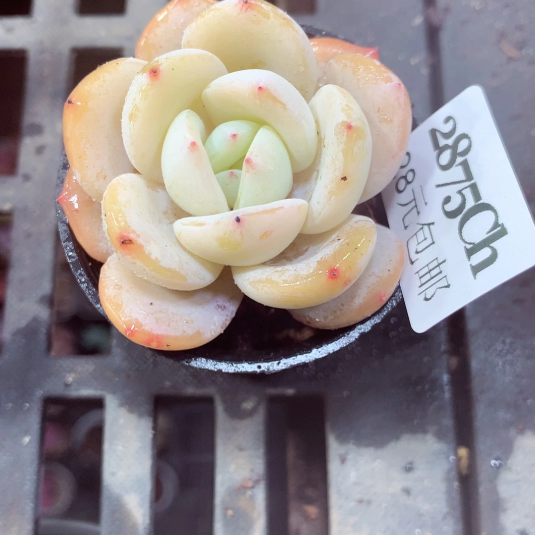 5厘米盆精控多肉2875