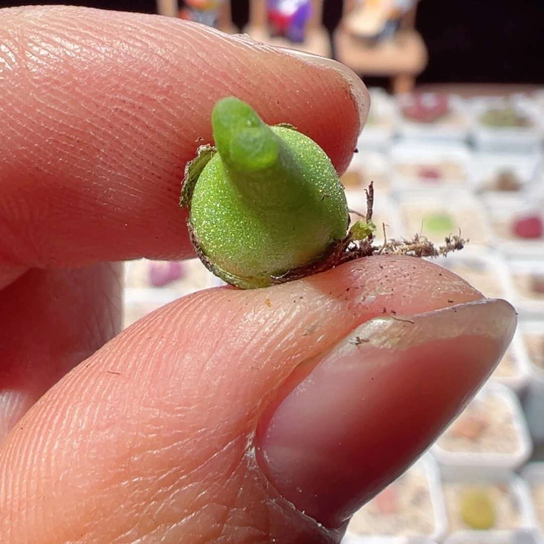 草****们0205-266.我是真的不