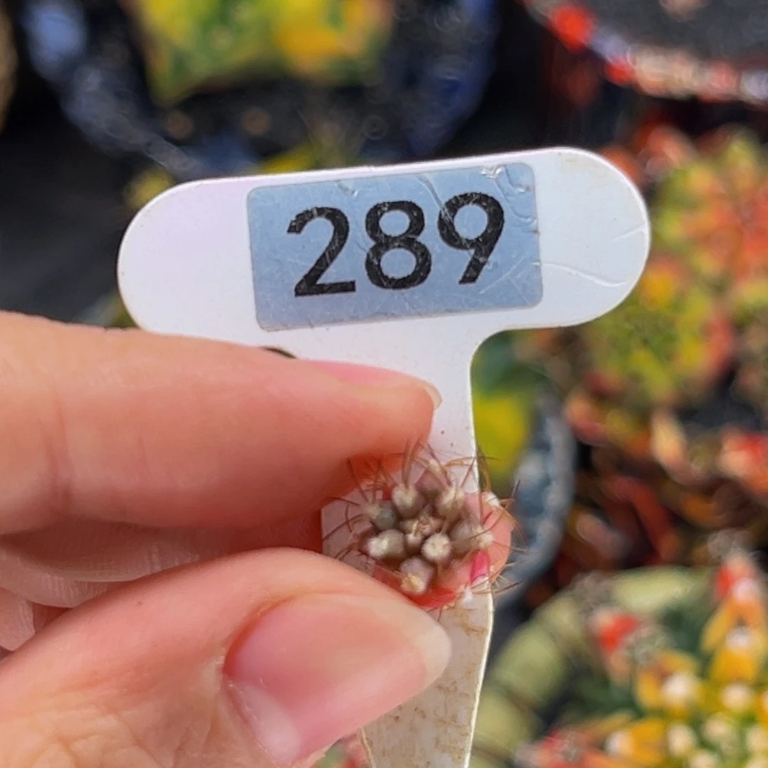 无***为专拍的 米哈仙人球