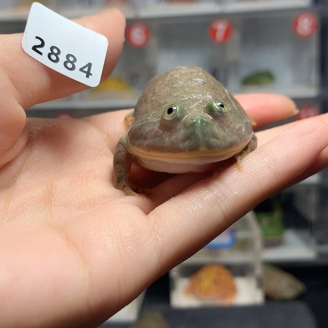 角蛙2884小丑小丑