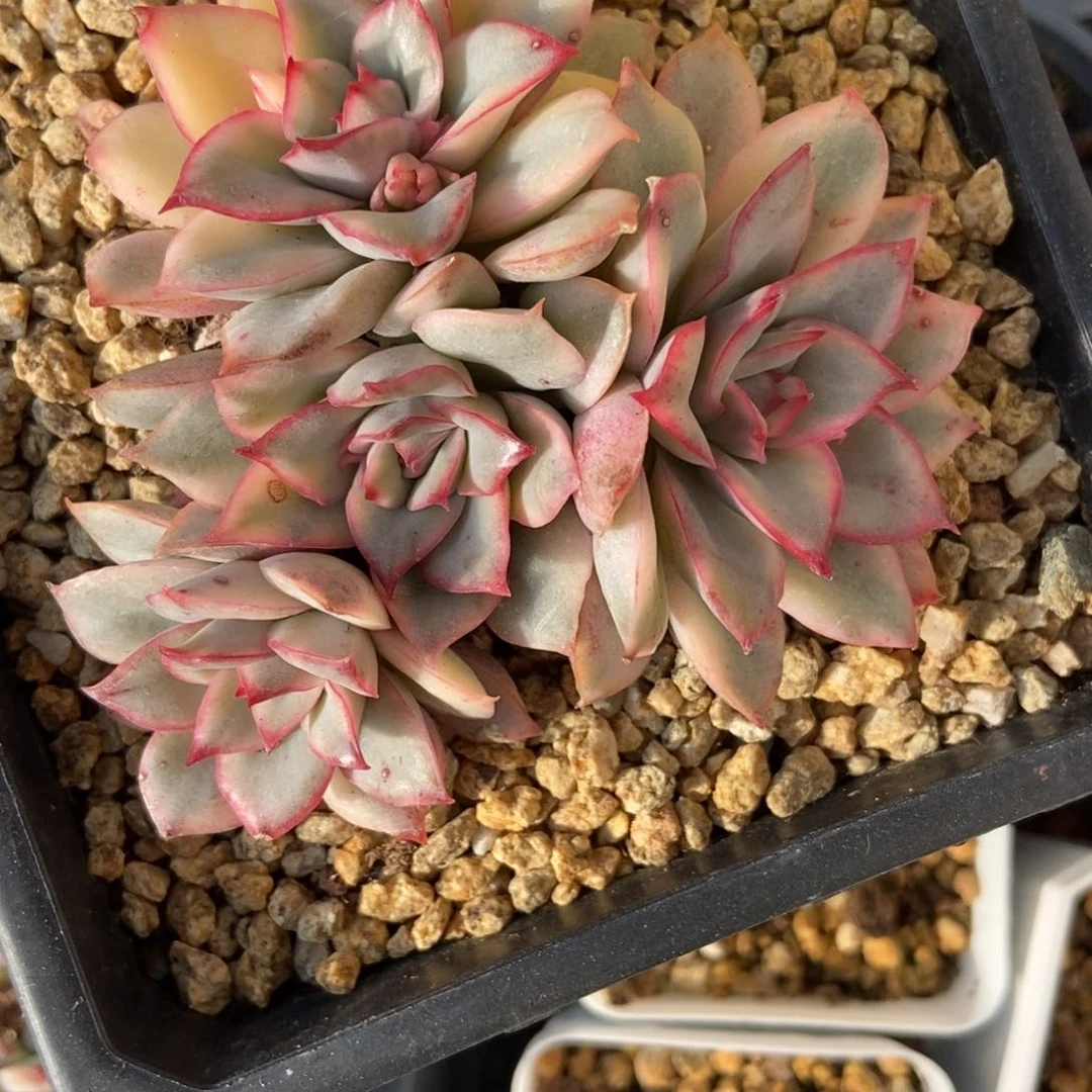 6081月光女神锦多肉植物