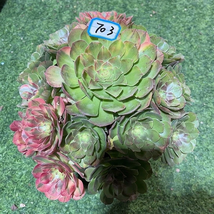 703万圣节七彩法师一