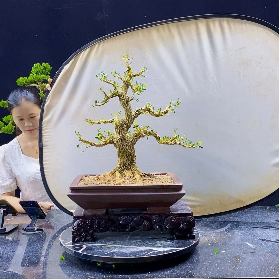 无花朵黄杨盆景造型