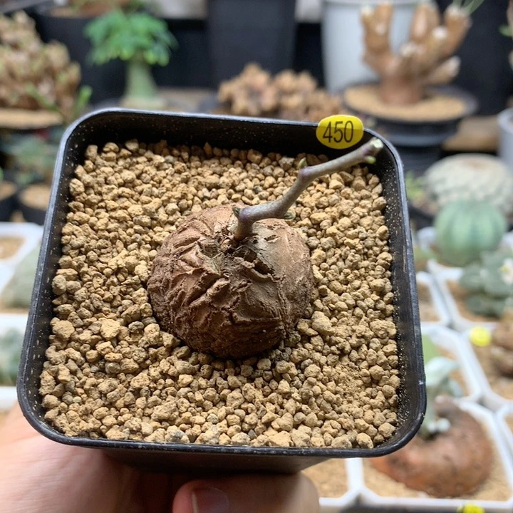 南非龟甲龙带盆450