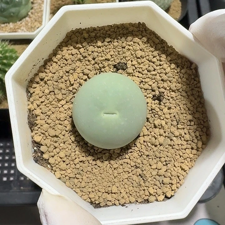 鱼***溪鸽子蛋仙人球2234