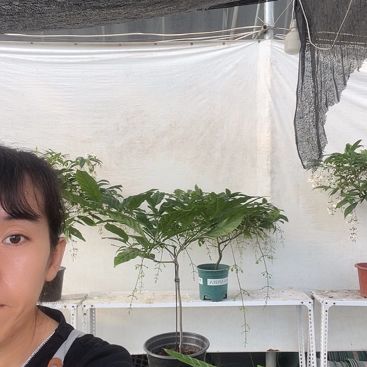 完全开放垂丝茉莉