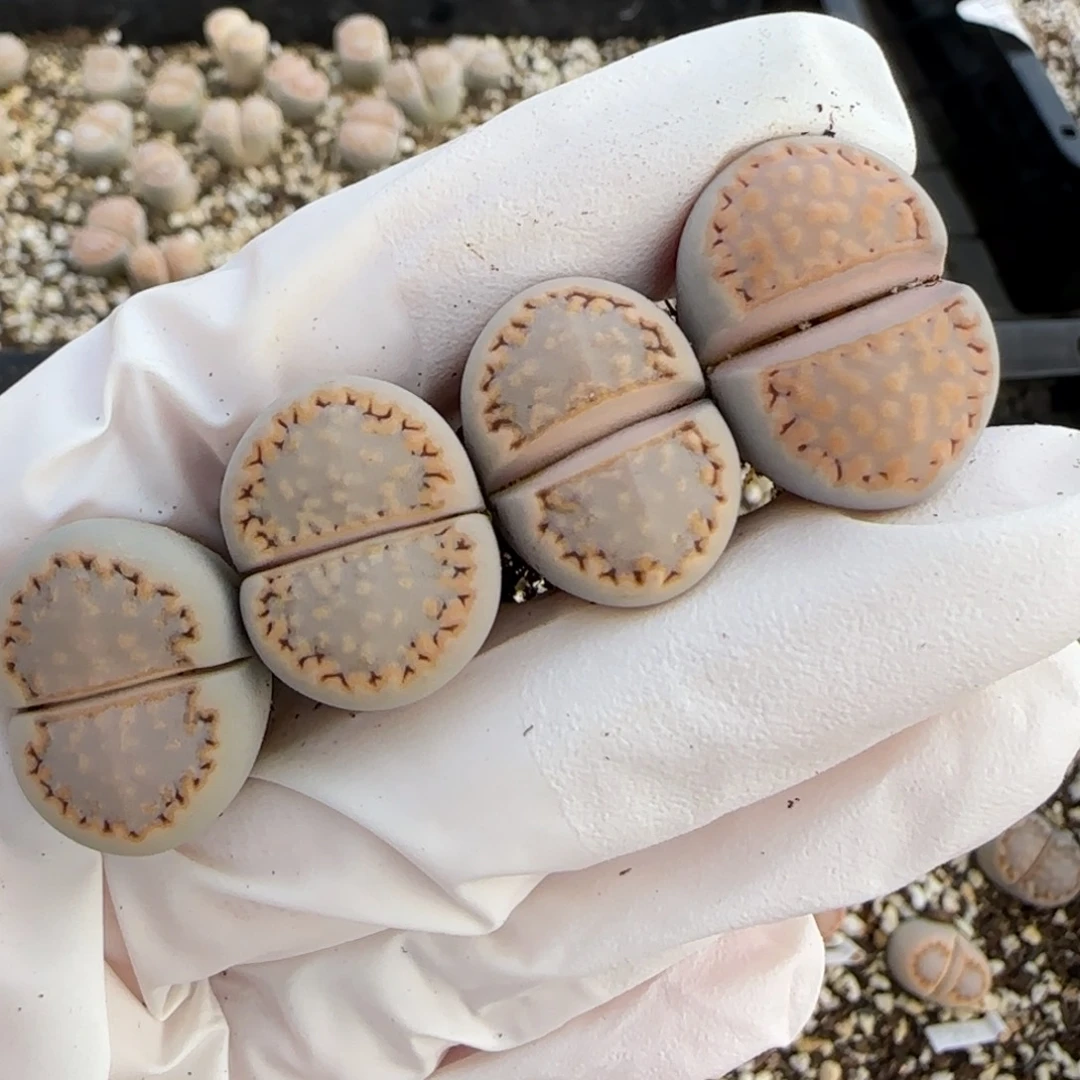 1.3.c216饼干.9048福利清旧框