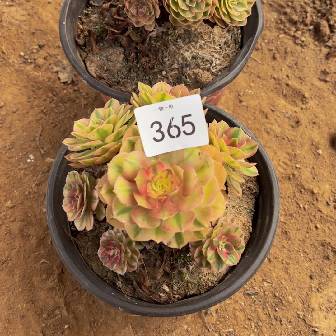 倾城一物一拍365五号捧