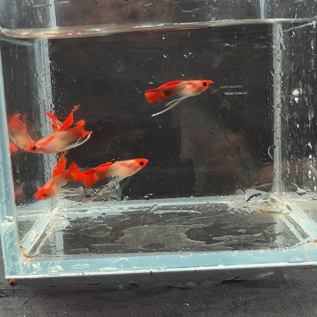 孔雀鱼红头玻璃猫长公五条