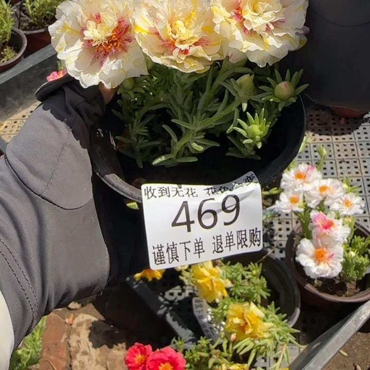 无花朵469超小苗盆口10cm