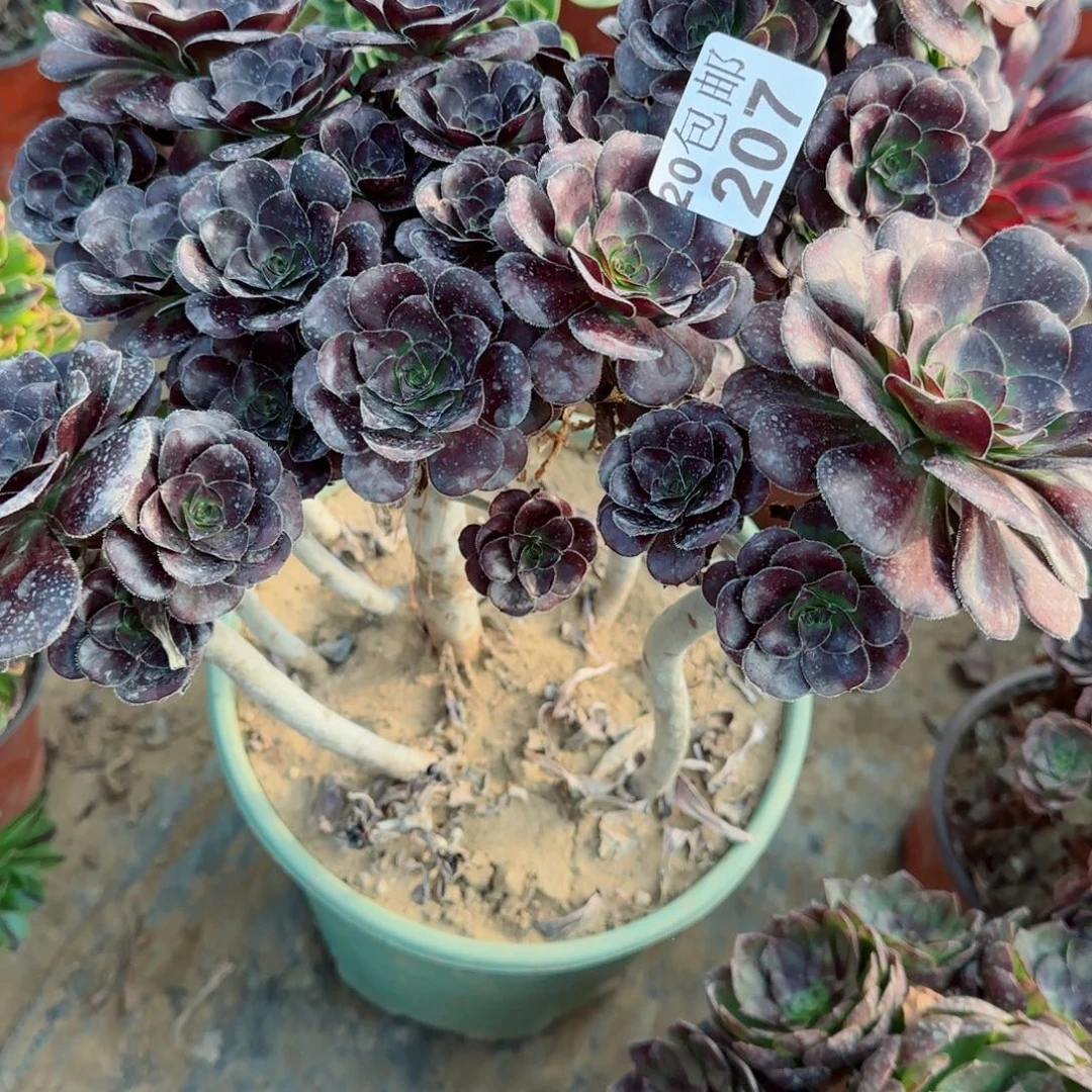 黑圆叶207满20包邮断枝不包