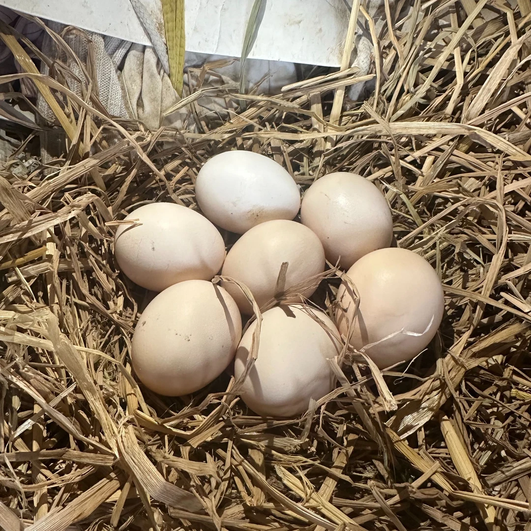 湖南农家散养土鸡蛋30枚装农村正宗土货新鲜现捡