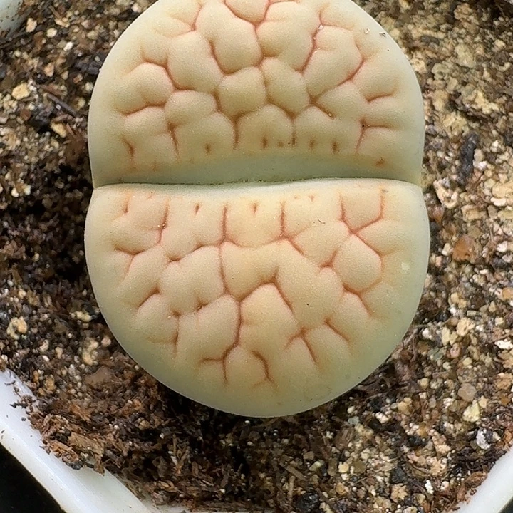 生石花23:：：：。   289号