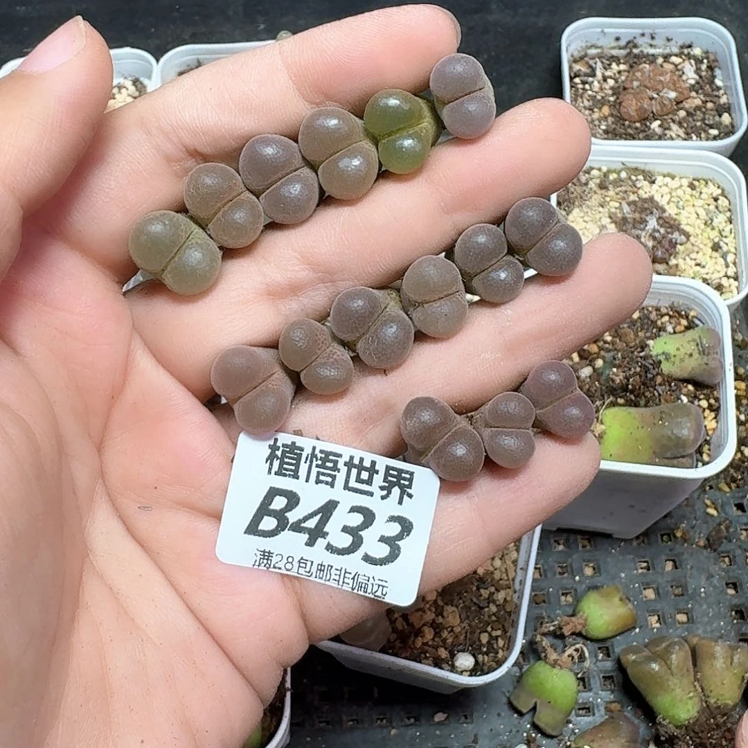 一颗一组量拍多肉植物哇