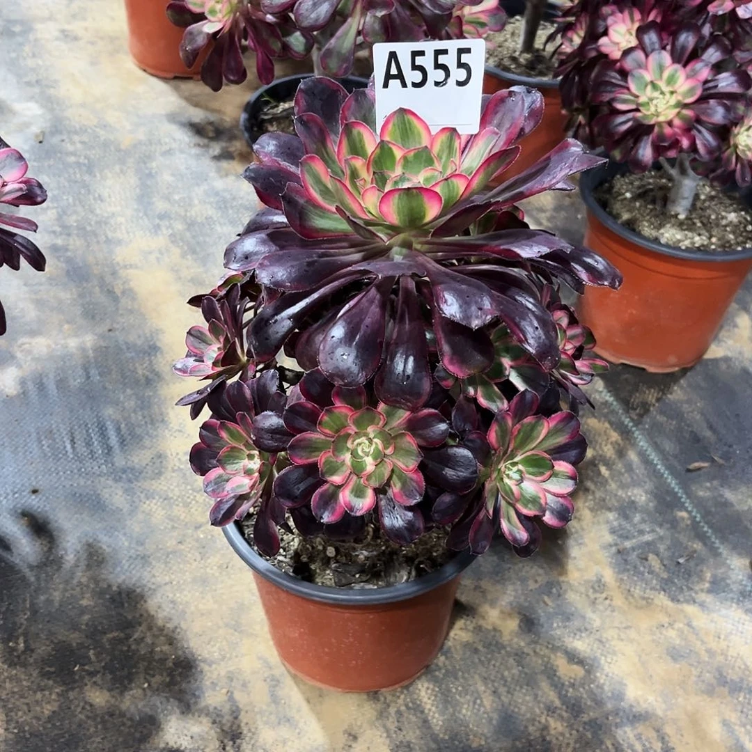 多肉植物丽娜555多肉