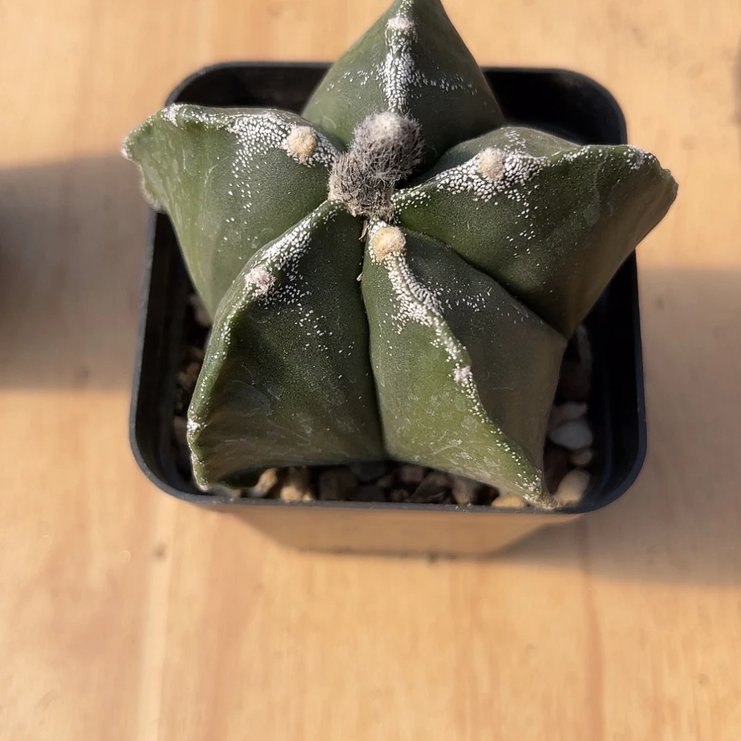 实生雪顶鸾凤玉一物一拍