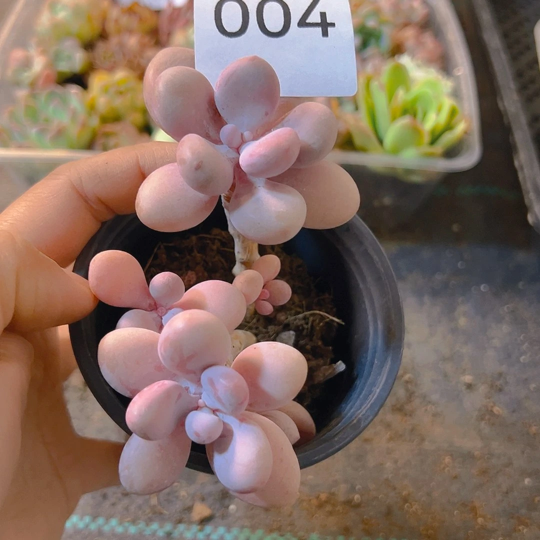 004，桃蛋带盆带土发货