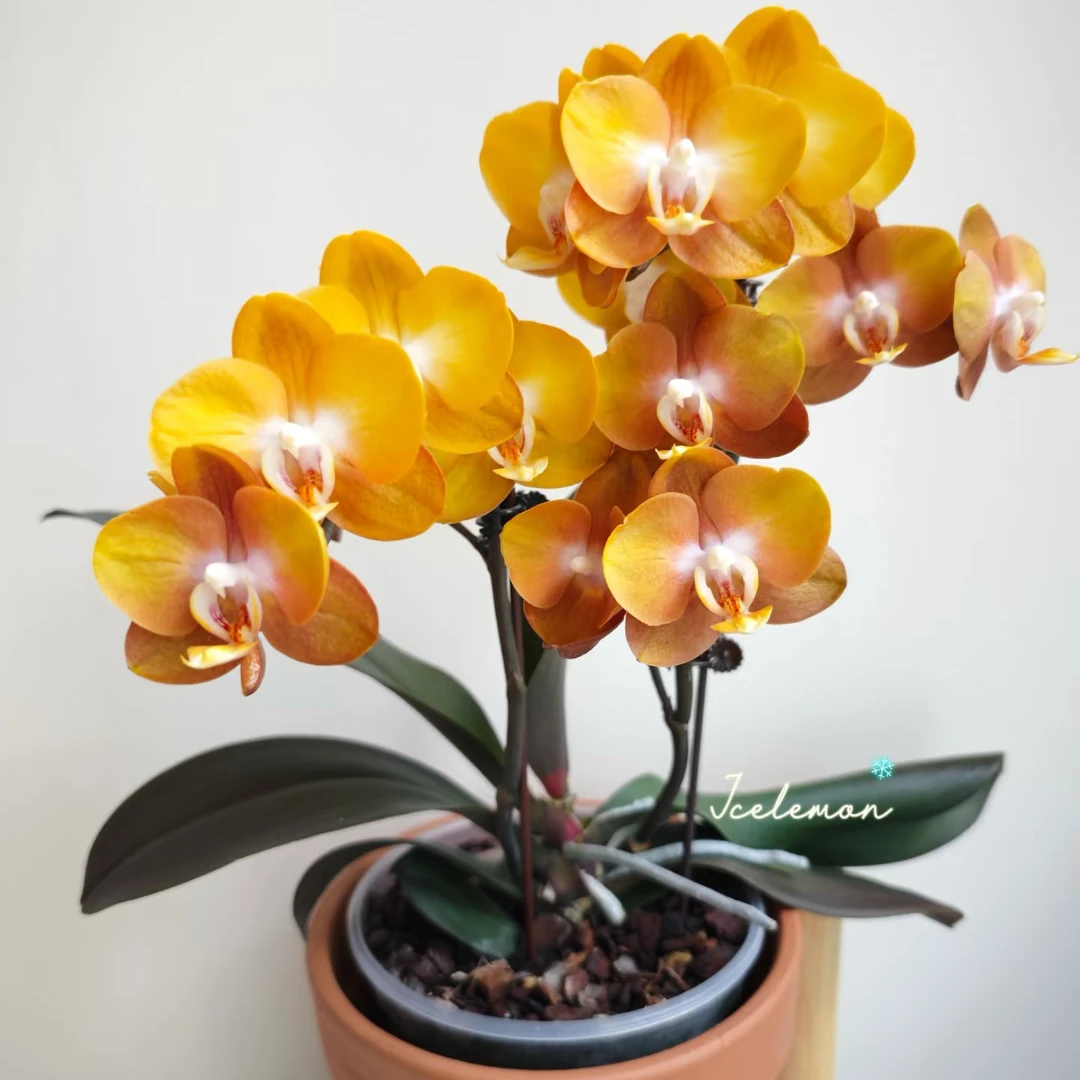 拉斯维加斯蝴蝶兰高端货直播间专属链接