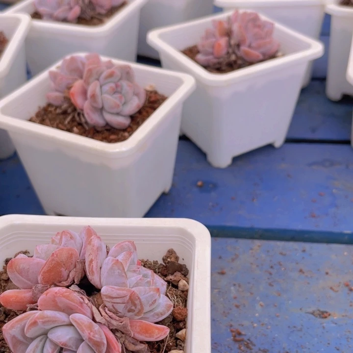 小***白多肉植物多肉植物