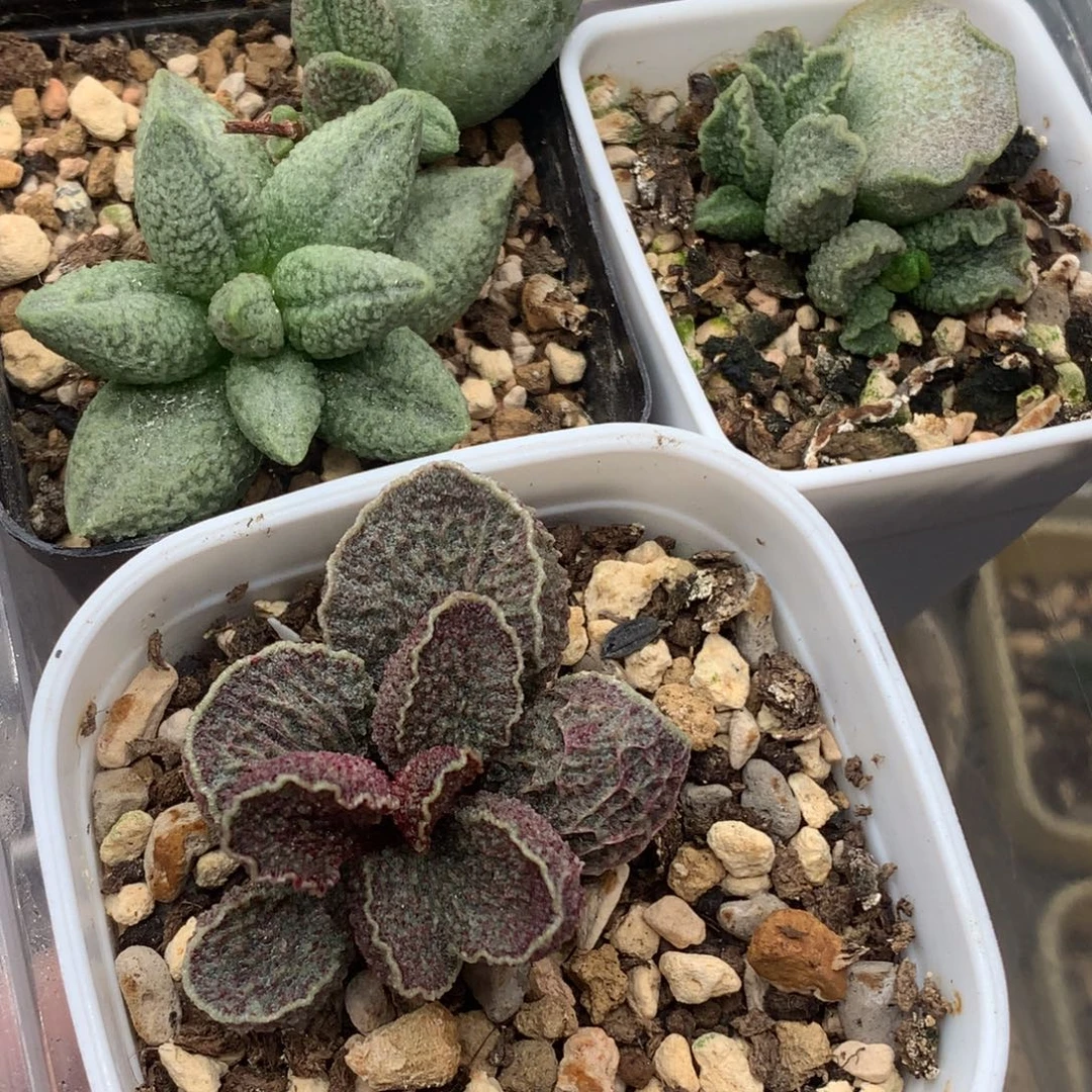 神***际专拍链接 感谢喜欢