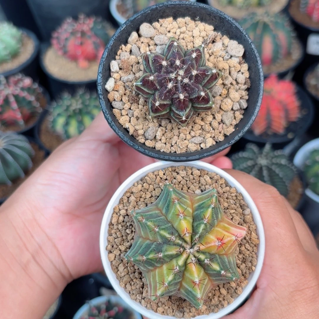 泰系米哈开播福利组合8号