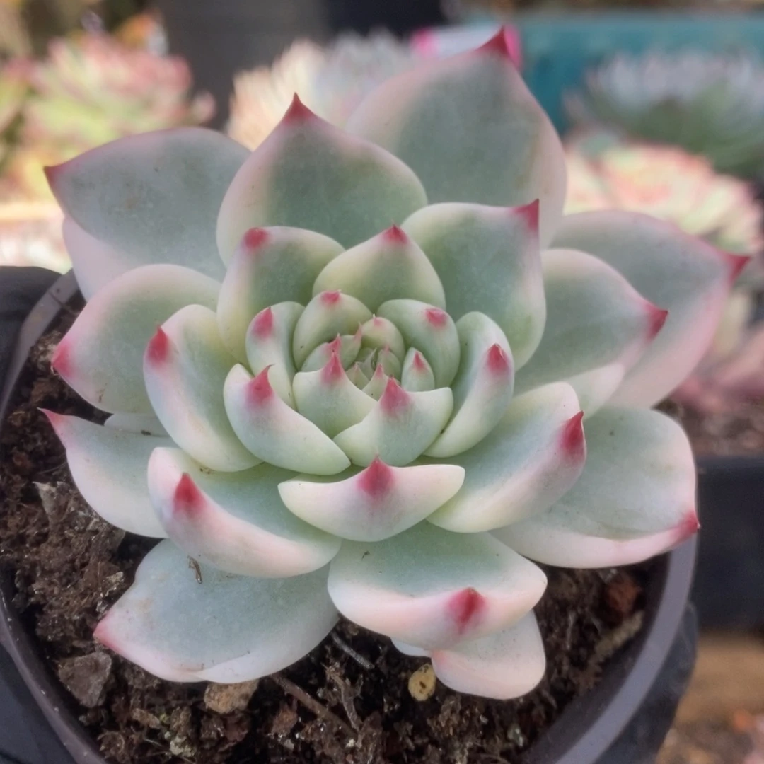 632锦锦锦锦锦锦锦锦