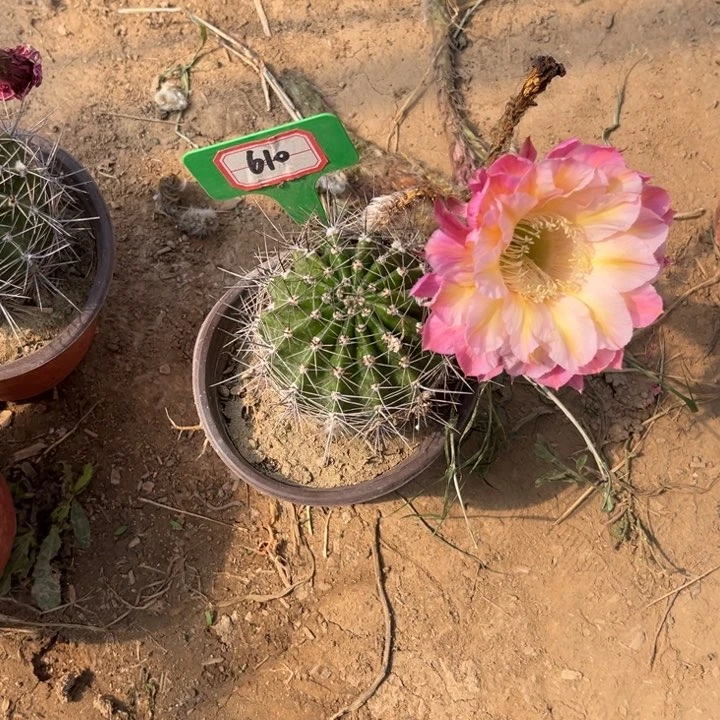 610。彩草马乙。。。。。