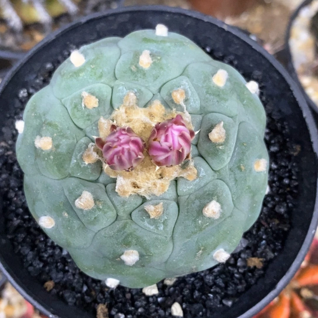 奕***6仙人球的世界里没有