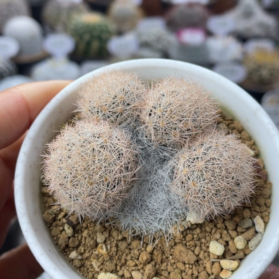 红姬玉       实生根