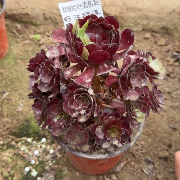 宝***缘6381二号棚花花公子A