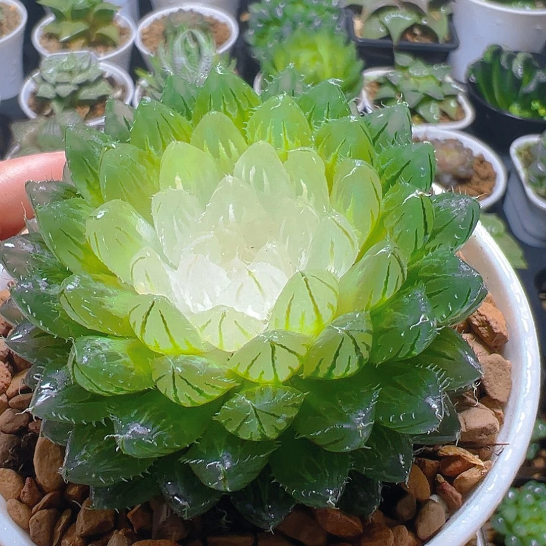 宝莲灯玉露多肉多肉多肉一颗