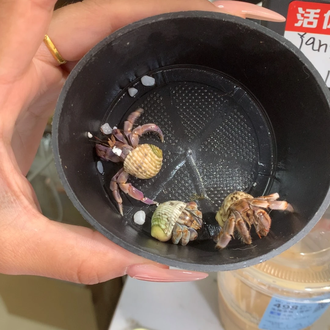 要***吧3只活体出售、不退不换