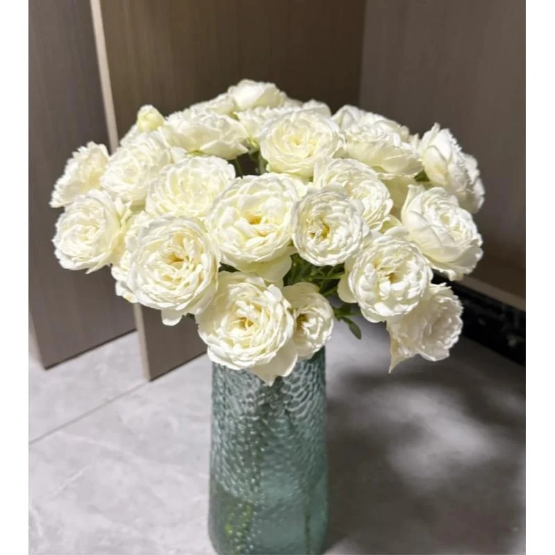 【探花甄选】白羽小众稀有玫瑰 云南基地直发 两单顺丰冷链