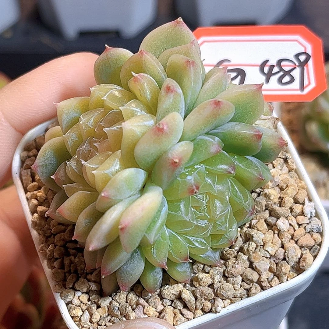 G489 财富珍妮多肉