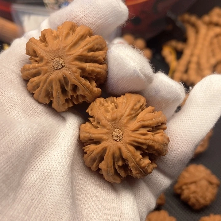 ?****u秦岭小八凌核桃呀