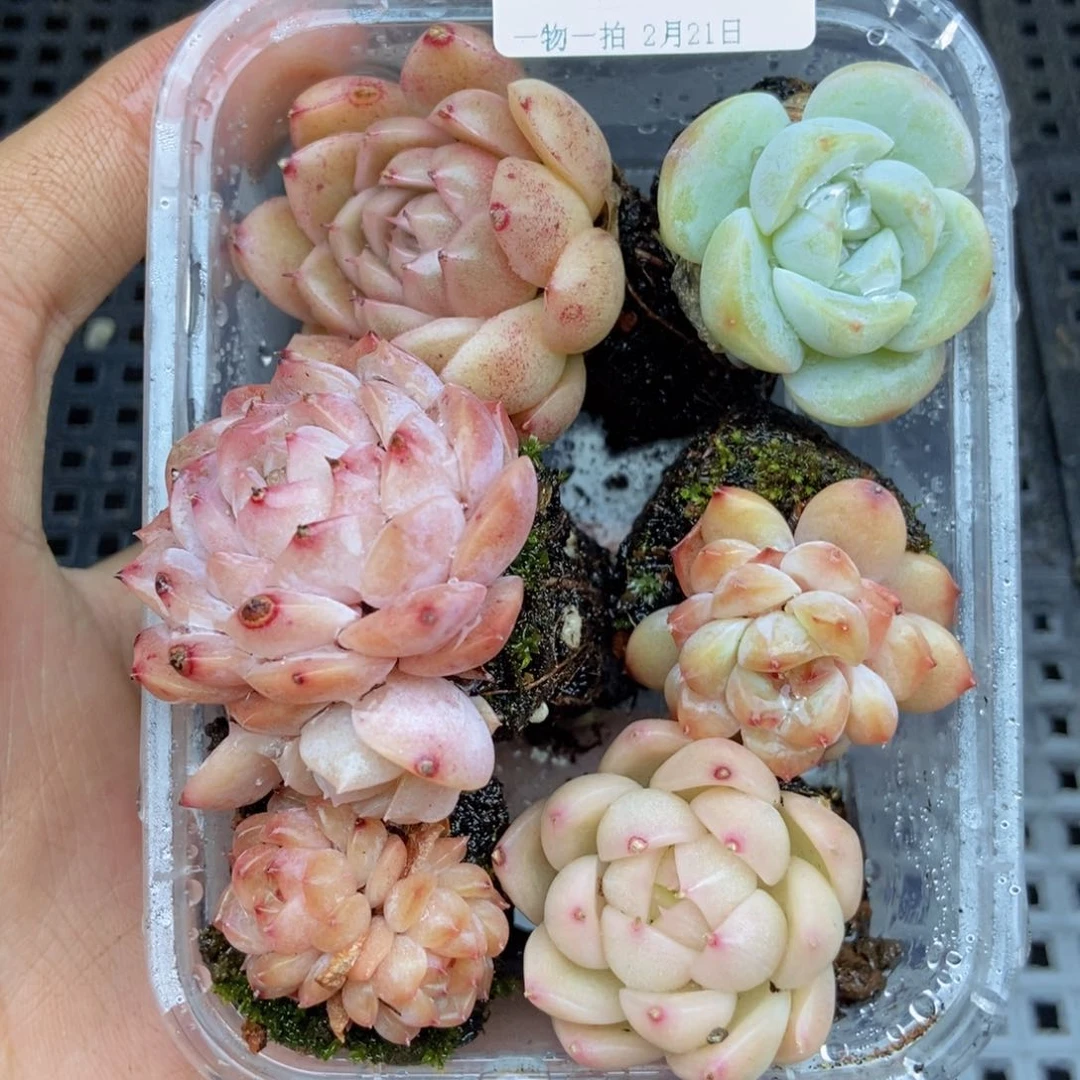 春泥家框拍链接E25