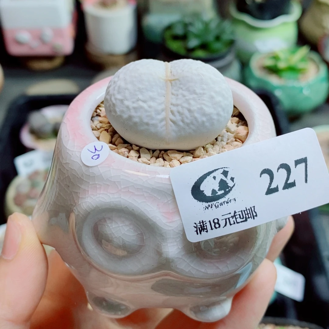 小***子生石花花花花花花花花227