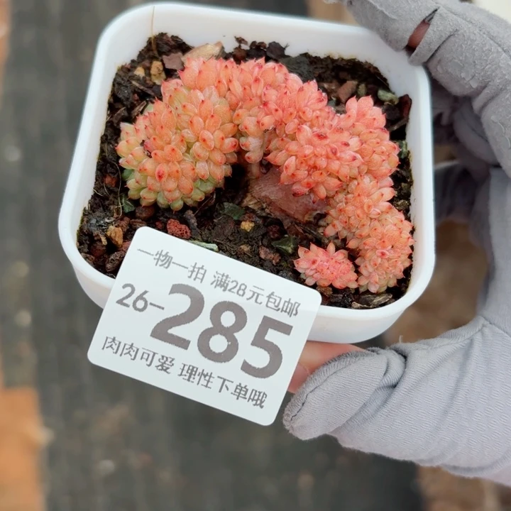 白胖子缀化无盆土发货多
