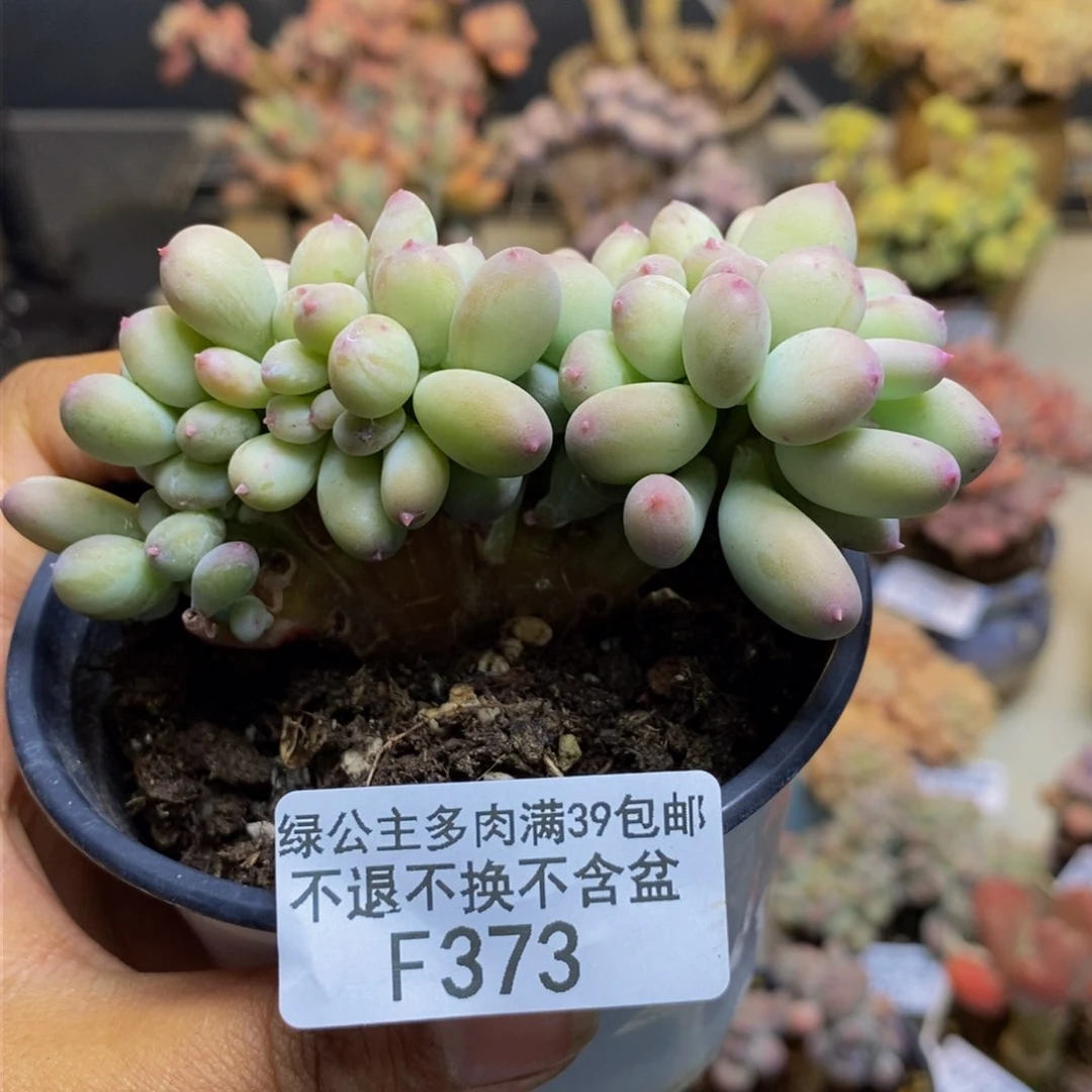 373苹果奶四代缀多肉7cm